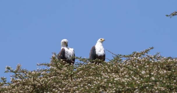 Afrika Balık Eagles Haliaeetus Vocifer Ağaç Göl Naivasha Kenya Gerçek — Stok video