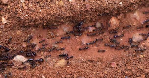 Ants Masai Mara Park Kenya Real Time — Stock Video