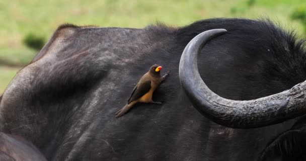 Búfalo Africano Syncerus Caffer Adulto Com Amarelo Bico Vermelho Buphagus — Vídeo de Stock