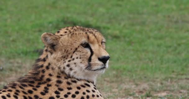 Gepard Acinonyx Jubatus Portret Dorosłych Patrząc Wokół Parku Masai Mara — Wideo stockowe