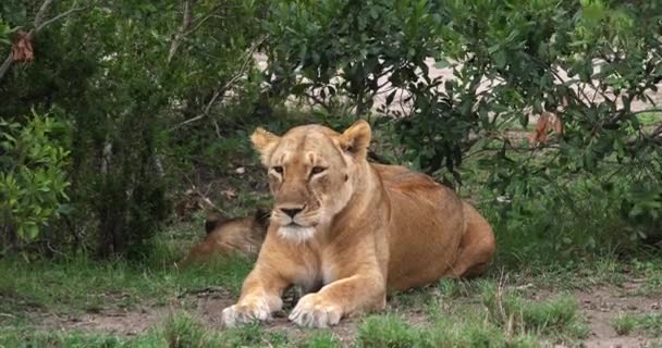 Africký lev, muž procházel savany — Stock video