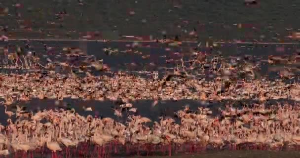 Ομάδα Lesser Flamingos Φοινικόπτερο Ήσσονος Σημασίας Κατά Την Πτήση Αποικία — Αρχείο Βίντεο