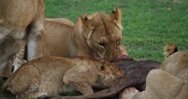 Afrikai Oroszlánok Panthera Leo Csoportosítsa Kill Wildebest Masai Mara Park — Stock videók