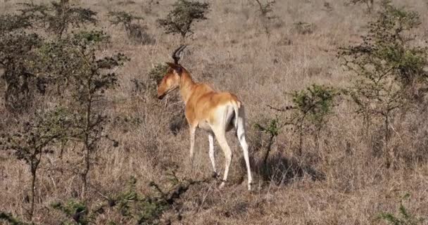 Hartebeest Alcelaphus Buselaphus Pareja Pie Savanna Masai Mara Park Kenia — Vídeo de stock