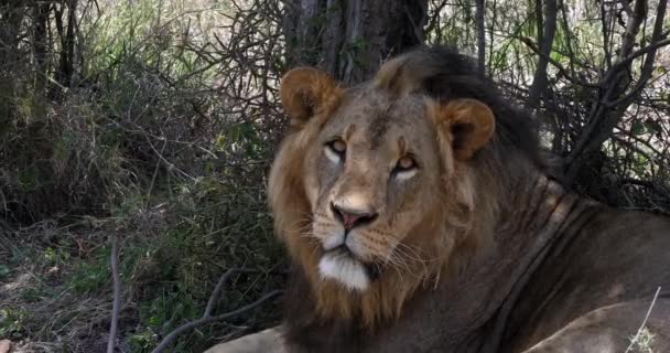 León africano, Hombre caminando a través de Savanna — Vídeo de stock