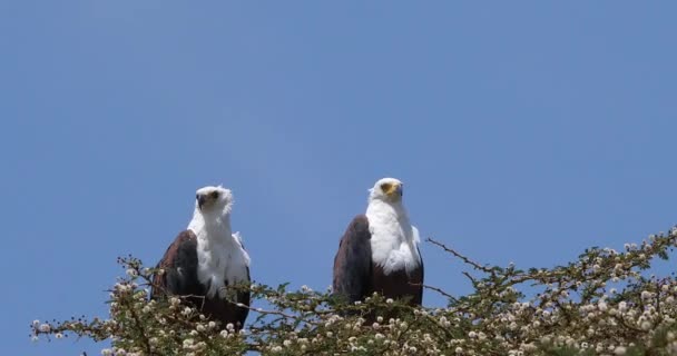Águilas Pescadas Africanas Vocifero Del Haliaeetus Par Que Canta Tapa — Vídeos de Stock