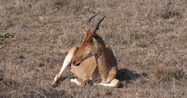 Hartebeest Alcelaphus Buselaphus Adulto Pie Savanna Masai Mara Park Kenia — Vídeo de stock