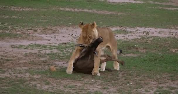 非洲狮 虎狮子座 女性与杀害 Wildebest 马赛马拉公园在肯尼亚 实时4K — 图库视频影像