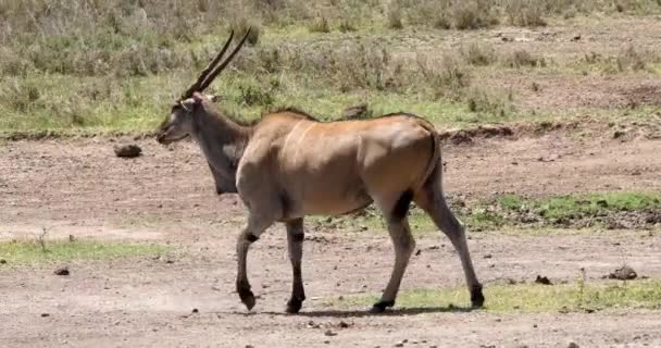 Cape Eland Taurotragus Oryx Nairobi Park Kenia Masai Mara Park — Stockvideo