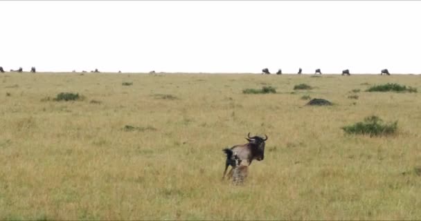 Geparden Aminonyx Jubatus Erwachsene Jagen Wildebest Masai Mara Park Kenia — Stockvideo