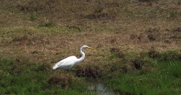 Gran Garza Blanca Egretta Alba Adulto Pie Pantano Parque Nairobi — Vídeo de stock