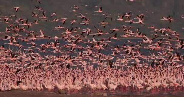 较小的火烈鸟 Phoenicopterus 未成年人 组在飞行中 起飞从水 殖民地在博高瑞亚湖在肯尼亚 慢动作4K — 图库视频影像