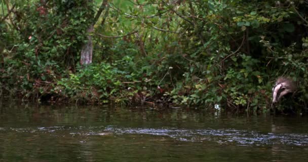 Blaireau Européen Meles Meles Adulte Traversant Eau Normandie Ralenti — Video