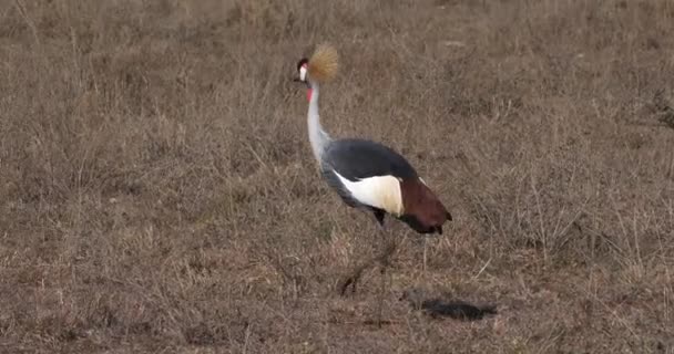Grey Crowned Crane Balearica Regulorum Adult Nairobi Park Kenya Real — Stock Video