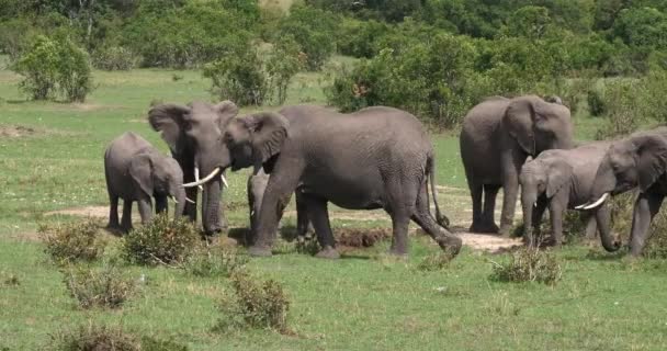 Elefanti Africani Loxodonta Africana Gruppo Nel Bush Masai Mara Park — Video Stock