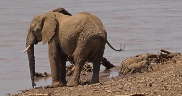 非洲象 非洲象属基利坎贝尔 成人站立在河与疣猪 桑布鲁公园在肯尼亚 真正的时间4K — 图库视频影像