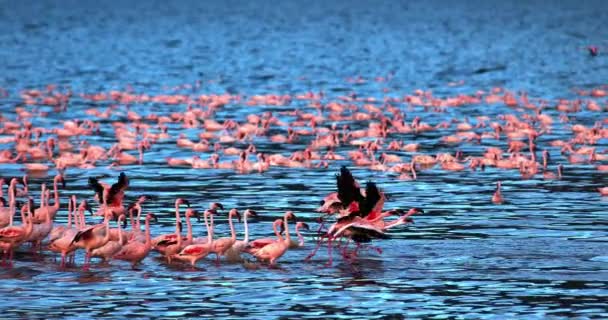 较小的火烈鸟 Phoenicopterus 未成年人 组在飞行中 起飞从水 殖民地在博高瑞亚湖在肯尼亚 慢动作4K — 图库视频影像