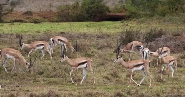 Grant Gazelles Gazella Granti Group Nairobi Park Kenya Real Time — стоковое видео
