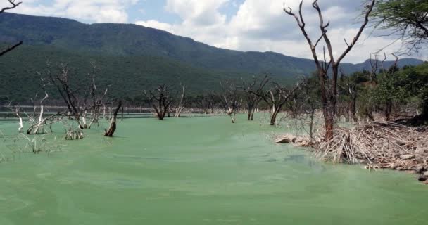 Μπλε Πράσινη Άλγη Σπιρουλίνα Τροφή Για Flamingoes Αυτό Φύκια Περιέχει — Αρχείο Βίντεο