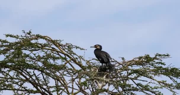 Schilfkormoran Oder Langschwanzkormoran Phalacrocorax Africanus Erwachsen Auf Baumkrone Naivascha See — Stockvideo