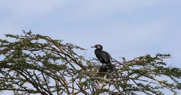 Cormorán Caña Cormorán Cola Larga Phalacrocorax Africanus Adulto Cima Árbol — Vídeo de stock