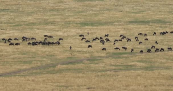 Wildebeest Azul Connochaetes Taurinus Rebaño Durante Migración Masai Mara Park — Vídeos de Stock