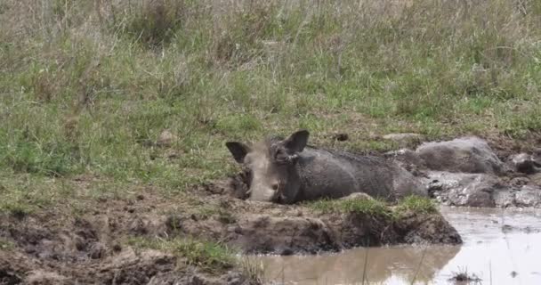 Warthog Phacochoerus Aethiopicus Volwassene Met Modder Bad Nairobi Park Kenia — Stockvideo