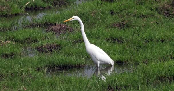 Great White Egret Egretta Alba Adult Standing Swamp Nairobi Park — Stock Video