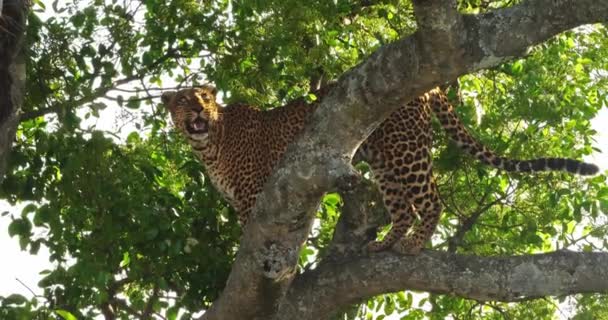 Leopard Panthera Pardus Vuxen Stående Träd Masai Mara Park Kenya — Stockvideo