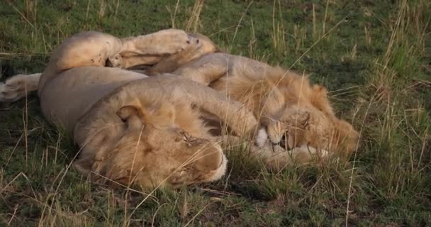 Singa Afrika, Pria berjalan melalui Savanna — Stok Video