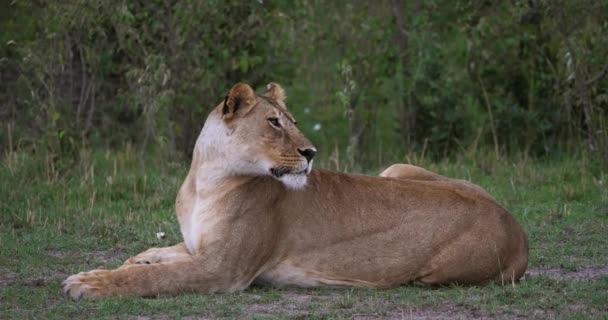 León africano, Hombre caminando a través de Savanna — Vídeos de Stock