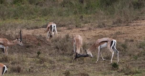 Grant Gazellen Gazella Granti Mannetjes Vechten Nairobi Park Kenia Realtime — Stockvideo