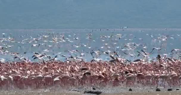 Lesser Flamingos Phoenicopterus Minor Group Flight Colony Bogoria Lake Kenya — Stock Video