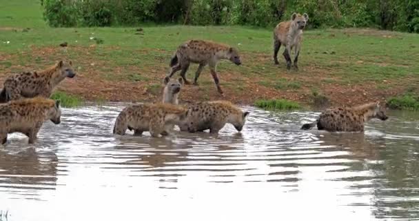 Gefleckte Hyänen Crocuta Crocuta Gruppe Die Teich Steht Masai Mara — Stockvideo