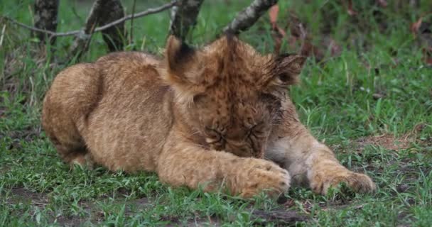 African Lion Panthera Leo Cub Lickint Its Paw Masai Mara — Stock Video