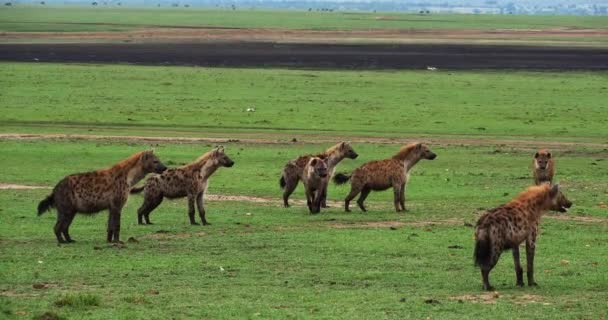 Spotted Hyenor Crocuta Crocuta Grupp Masai Mara Park Kenya Realtid — Stockvideo