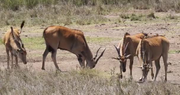 Cape Eland Taurotragus Oryx Nairobi Park Kenia Masai Mara Park — Stockvideo