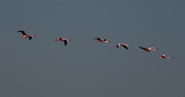 较小的火烈鸟 Phoenicopterus 未成年人 群在飞行 殖民地在博高瑞亚湖在肯尼亚 慢动作4K — 图库视频影像