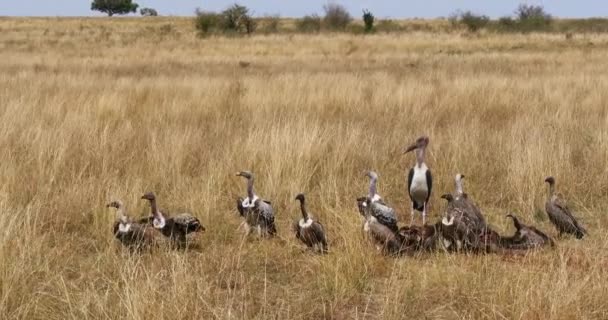 Buitres Africanos Con Respaldo Blanco Gyps Africanus Buitres Ruppell Gyps — Vídeo de stock