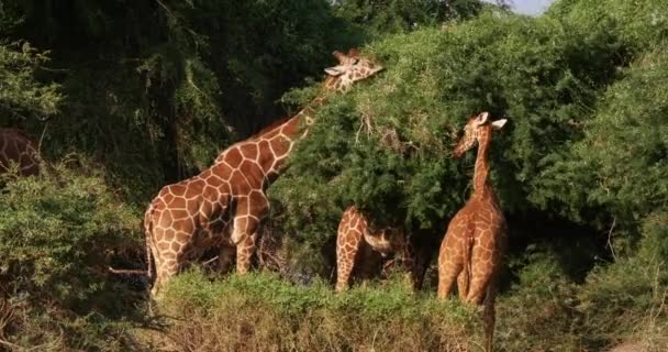 Сетчатые Жирафы Жирафы Camelopardalis Reticulata Пара Парке Самбуру Кении Реальном — стоковое видео