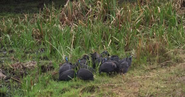 Behelmte Guineafeule Numida Meleagris Masai Mara Park Kenia Echtzeit — Stockvideo