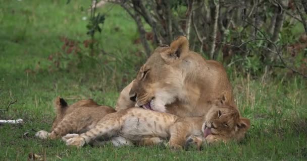 Afrikanska lejon, hane går genom Savanna — Stockvideo