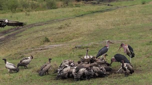 非洲白色支持秃鹰 Africanus 鲁氏的秃鹰 Rueppelli 小组吃在尸体 马赛马拉公园在肯尼亚 实时4K — 图库视频影像