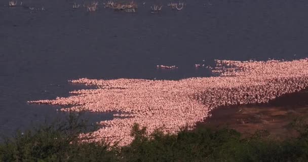 Fenicotteri Minori Phoenicopterus Minor Colonia Lago Bogoria Kenya Tempo Reale — Video Stock