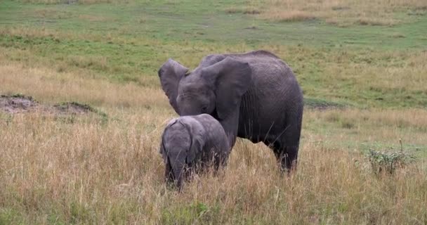 Afrikanska Elefanter Loxodonta Africana Kalvar Masai Mara Park Kenya Realtid — Stockvideo