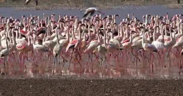 Mindre Flamingoer Foenicopterus Minor Koloni Ved Bogoria Lake Kenya Real – stockvideo