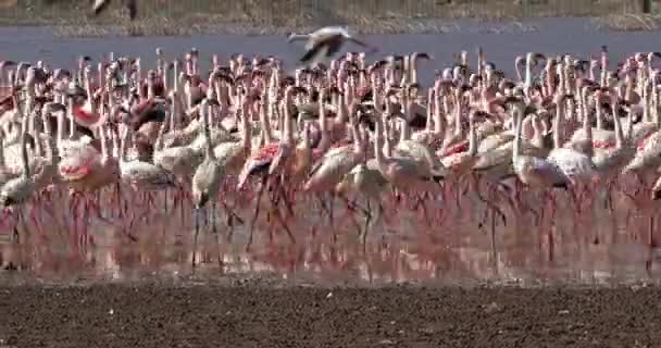 Lesser Flamingo Phoenicopterus Minor Colony Bogoria Lake Kenya Real Time — стоковое видео