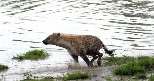 Vazut Hyena Crocuta Crocuta Adult Picioare Iaz Masai Mara Park — Videoclip de stoc