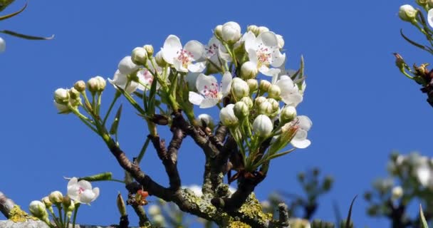 Branch Apple Tree Flowers Normandy Real Time — Stock Video