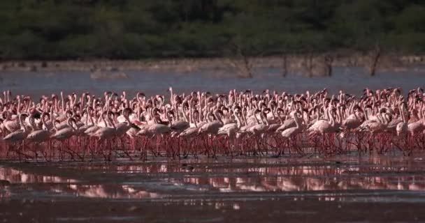 Fenicotteri Minori Phoenicopterus Minor Colonia Lago Bogoria Kenya Slow Motion — Video Stock